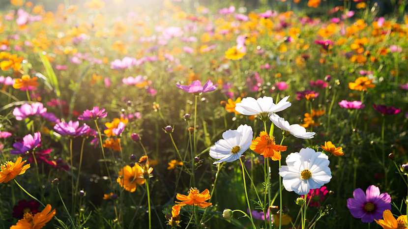 Květnatá louka součástí vaší zahrady