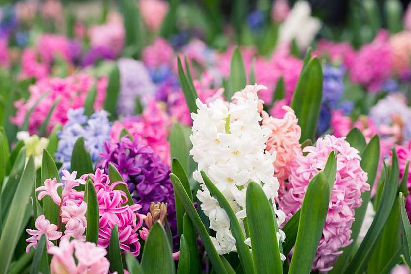 Kouzelné hyacinty – hra vůní a&amp;nbsp;barev