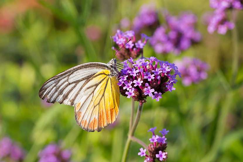 9 nejvhodnějších rostlin pro motýlí záhony