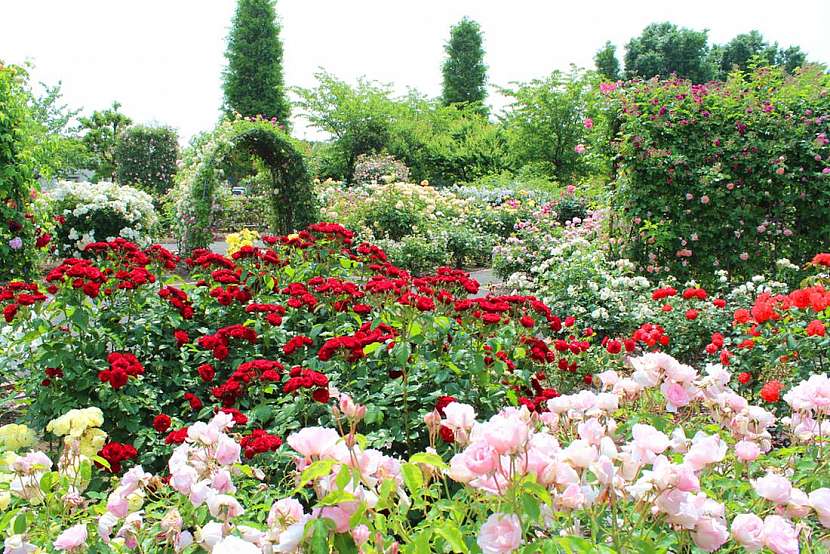 Půdopokryvné růže &amp;#8211; zahrada plná barev