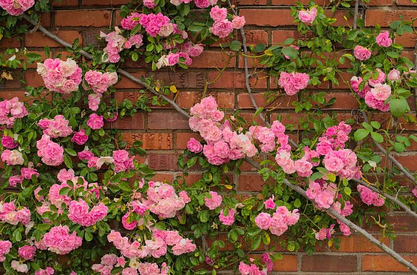 5 tipů, kam sázet pnoucí růže
