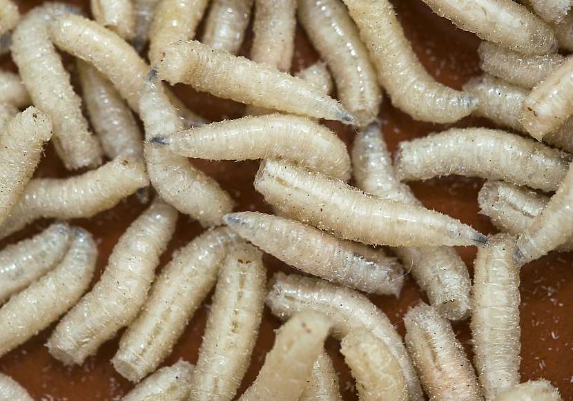 Muší larvy nám mohou pomoci s kompostováním