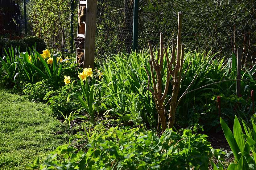 Péče o zahradu během března