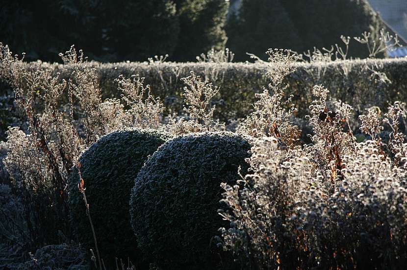 Okrasné trávy a stálezelené rostliny, které potěší i v zimě