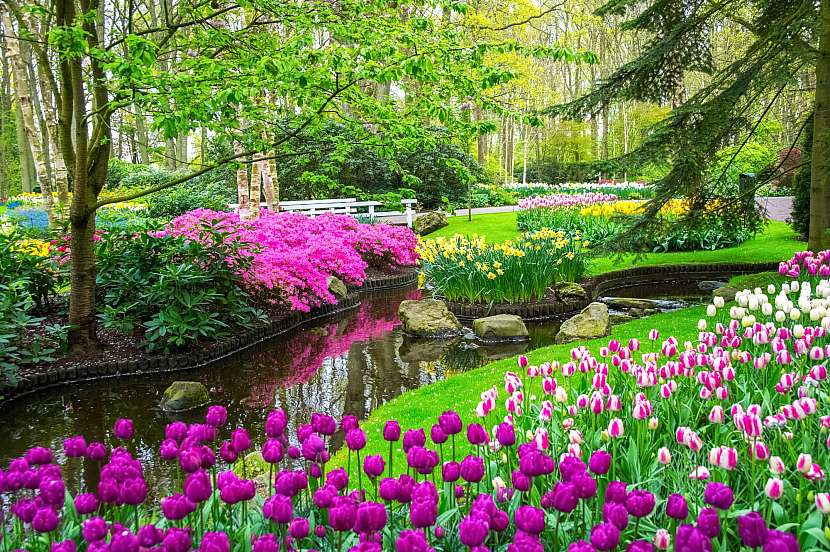 Víte, jak vytvořit zahradu ve fialové barvě?