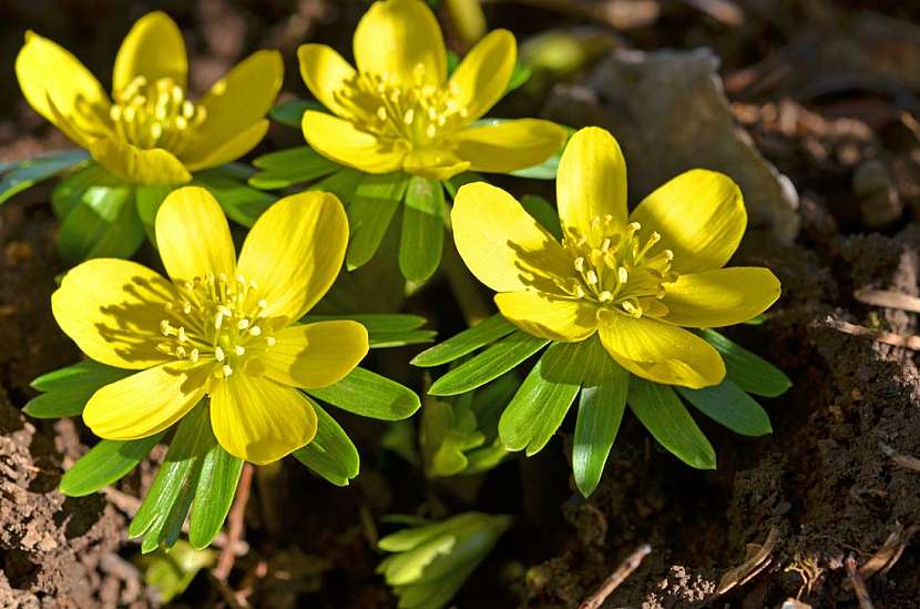 Talovíny – žluté květy v předjaří