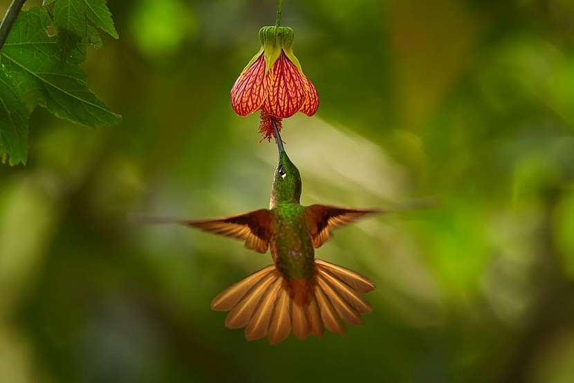 Abutilon neboli podslunečník – atraktivní pokojová rostlina s hedvábnými květy