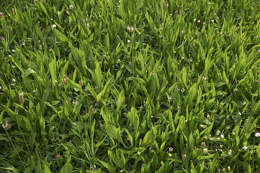 Jitrocel patří mezi otravný plevel na zahradě