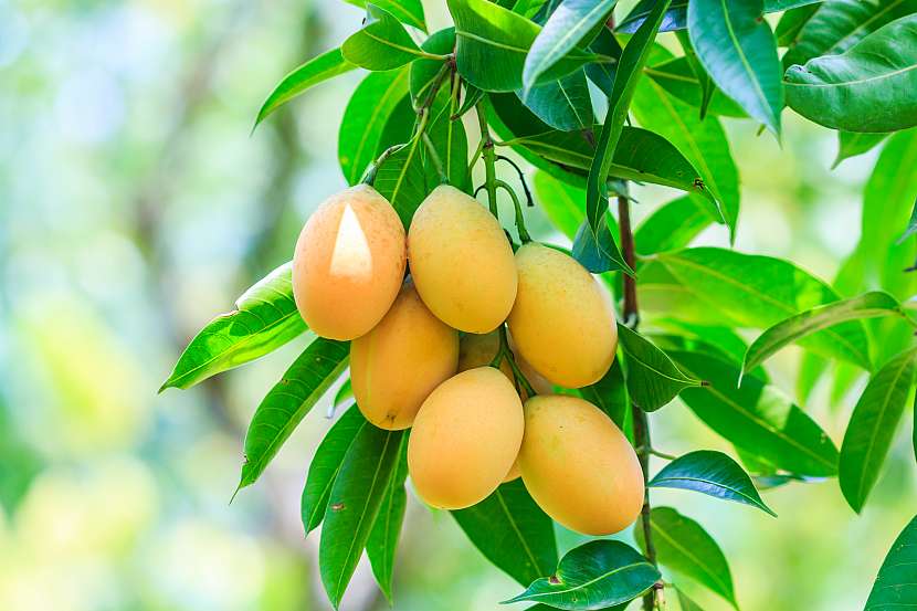 Tropické ovoce můžeme pěstovat i v našich domácích podmínkách (Zdroj: Depositphotos (https://cz.depositphotos.com))