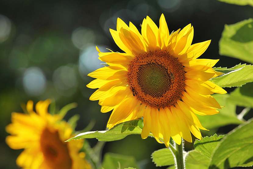 Slunce i sluníčka z říše květin jsou i pro alergiky