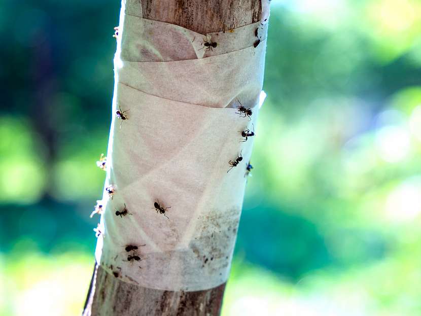 Proti škůdcům nás ochrání lepový pás na kmeni stromu