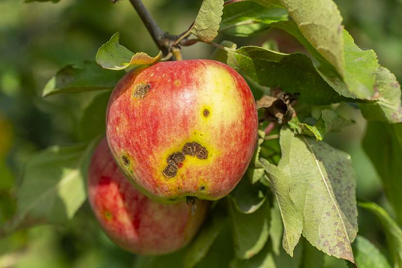 Rezistentní jablka jsou odolná proti strupovitosti