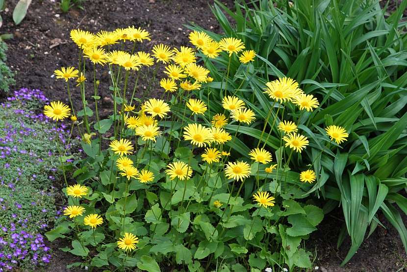 Kamzičníky, zářivě žlutá záplava květů
