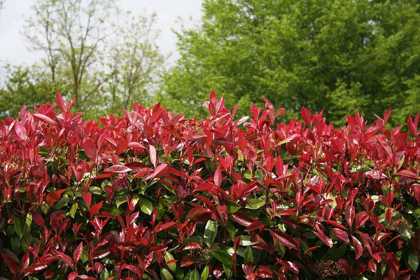 Na jaře se často objevují nové výhony v jasně červené barvě, které postupně zezelenají, což dodává keři dynamický a měnící se vzhled