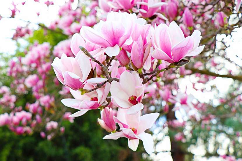 Známé i neznámé druhy magnolií