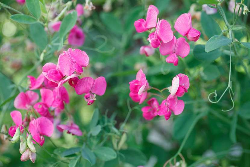 Květy pestrých barev &#8211; hrachor a fazole na vaší zahradě