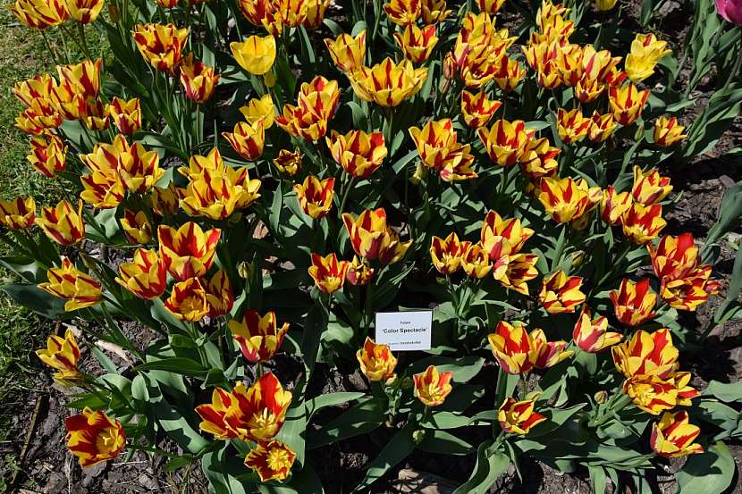 Tulipány, krásné i&amp;nbsp;ceněné rostliny současnosti i&amp;nbsp;dávné historie