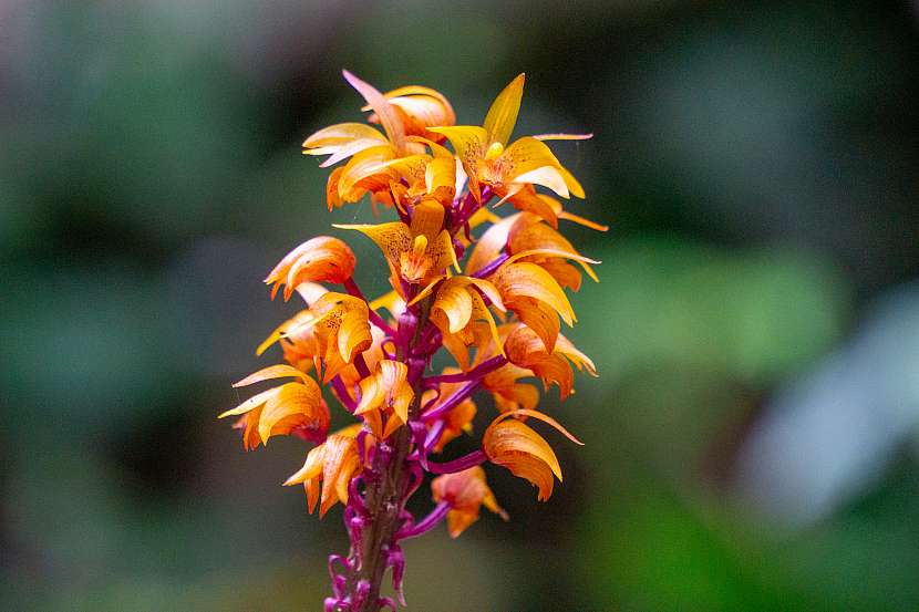 Nezelené heterotrofní orchideje jsou mykotrofní (orchideje závislé na mykorhizní houbě) 