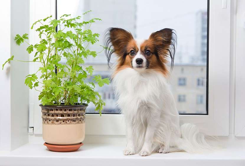 Pokojové rostliny nebezpečné pro psy a kočky