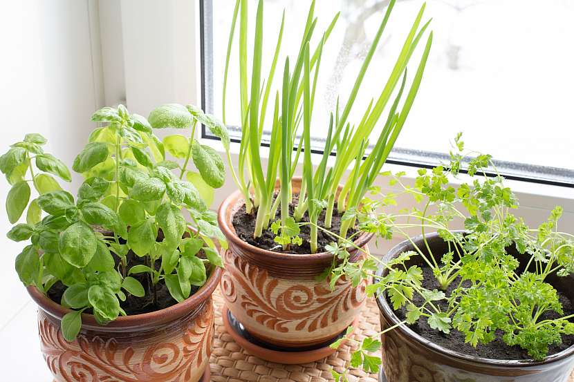 Zelenina i bylinky pěstovaní za oknem? Není to sen, ale možná skutečnost