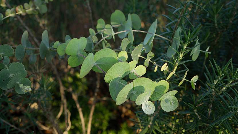 Existují dokonce i druhy eukalyptu, které je možné pěstovat na zahradě
