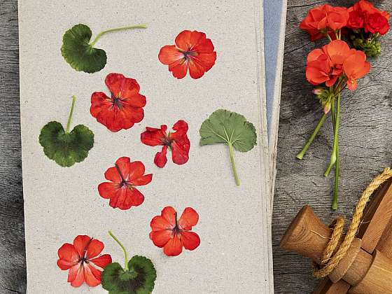Domácí dekorace se sušenými muškáty (Zdroj: Pelargonium for Europe)