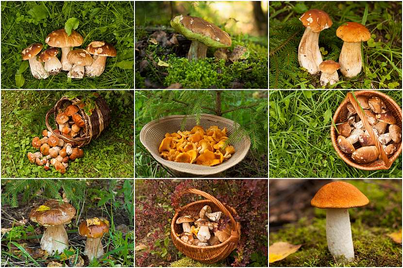 Vyberte si svou nejoblíbenější houbu a vyrazte do lesa