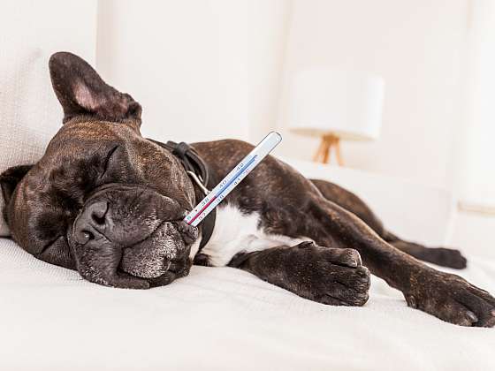 Očkování psa proti tetanu není povinné, ale je důležité (Zdroj: Depositphotos (https://cz.depositphotos.com))