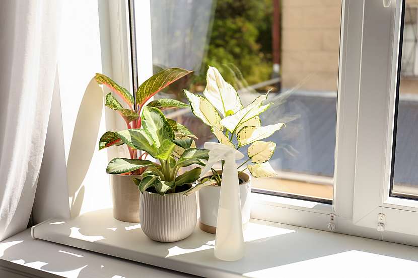 Rostliny do svých domovů byste měli vybírat i podle toho, jaké máte doma světlo.
Prosluněný okenní parapet s pokojovými rostlinami