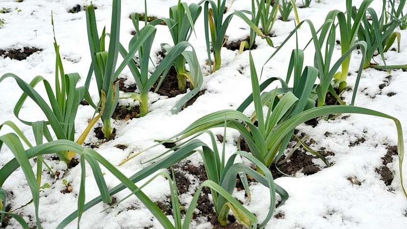 Předpověď počasí a zahrada: zelenina se dá pěstovat i v zimě