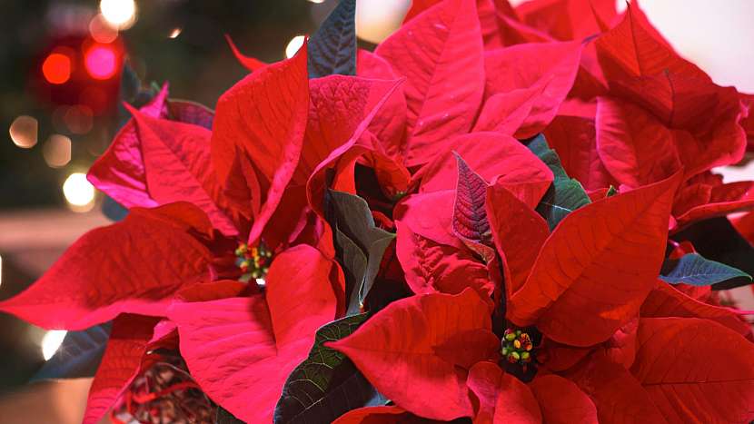 Nejkrásnější vánoční květiny: vánoční hvězda (Poinsettia)