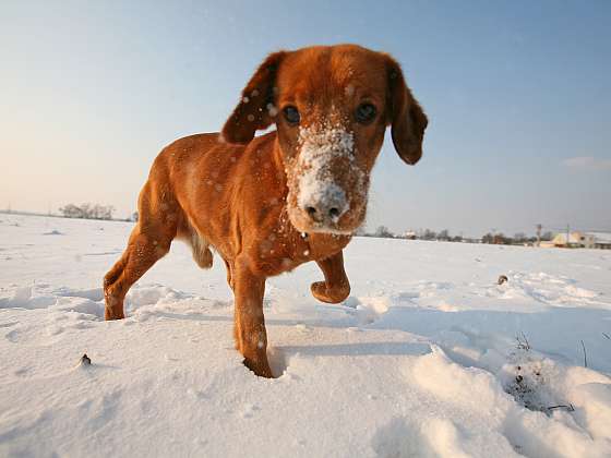 5 tipů, jak chránit svého psa před mrazem (Zdroj: Depositphotos)