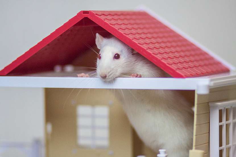Zázemí pro potkana v podobě domečku