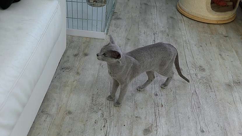 Kožíšek ruské modré kočky má unikátní stříbřitou barvu