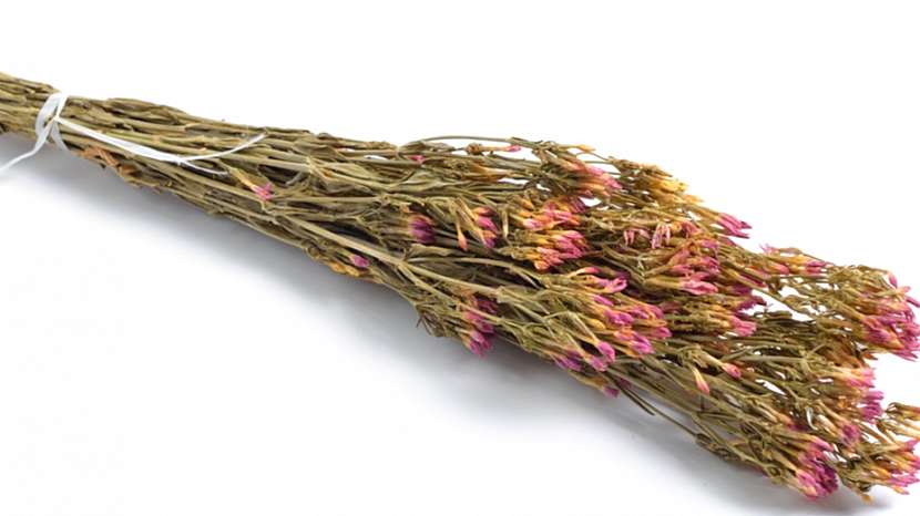 Zeměžluč okolíkatá (Centaurium erythraea): správně usušená bylina má zelenou barvu a růžové květy, je bez pachu se silně hořkou chutí