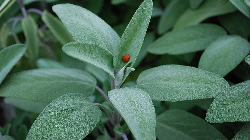 Šalvěj lékařská (Salvia officinalis)