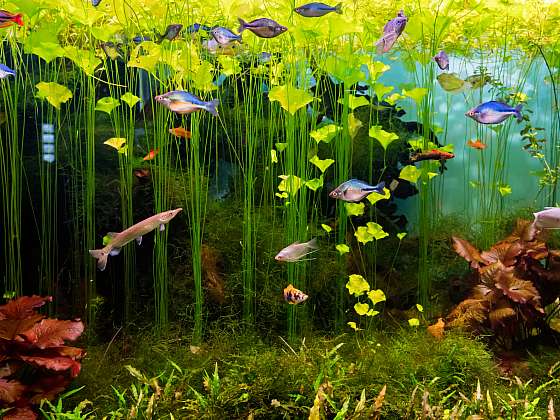 Mnoho začátečníků řeší, jak chovat akvarijní ryby tak, aby se jim dobře dařilo. Zde je názorný příklad – rostlinné akvárium a druhy, které jsou vůči sobě snášenlivé (Zdroj: Depositphotos (https://cz.depositphotos.com))