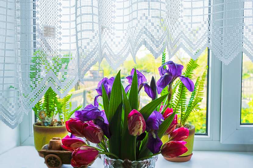 Květiny na oknech vám zlepší náladu