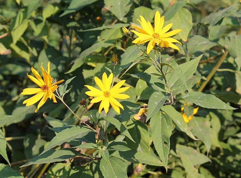 Kvetoucí topinambury připomínají slunečnice