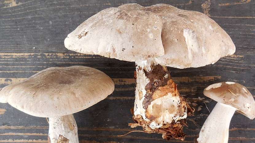 Mírná zima jedlým houbám svědčí: strmělka mlženka (Clitocybe nebularis)