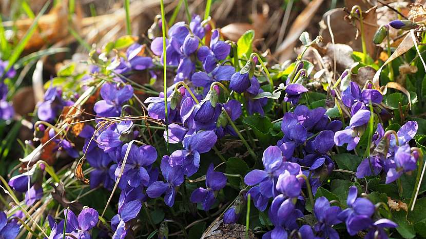 Fialka není jen voňavá, ale i léčivá bylinka k zakousnutí: violka vonná (Viola odorata), u nás známá jako fialka