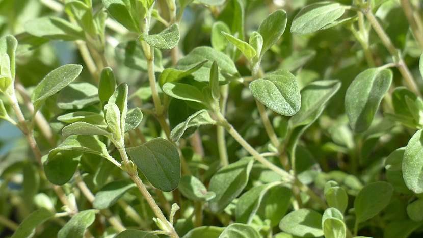 7 druhů koření na podporu hubnutí: majoránka zahradní (Majorana hortensis)