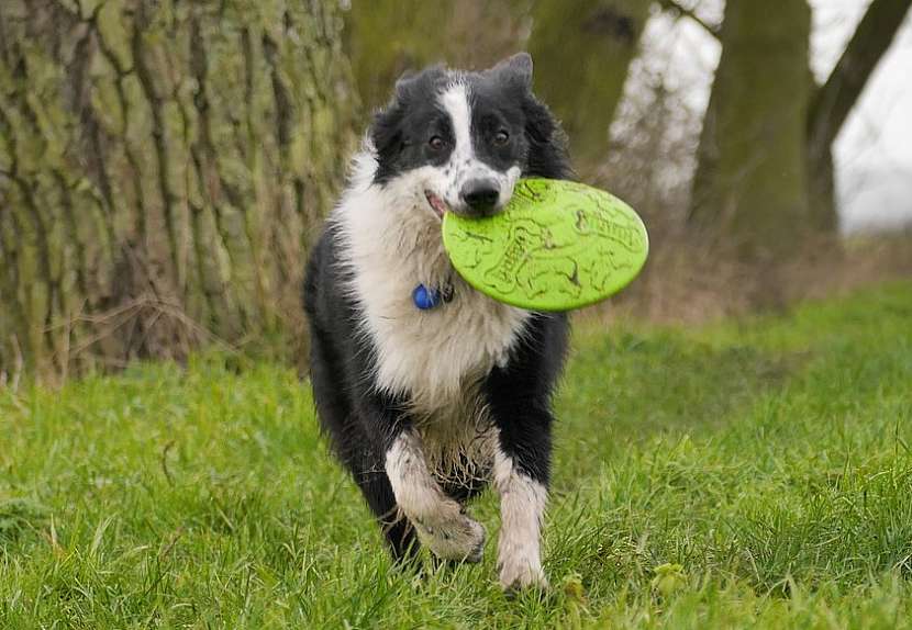 Frisbee disk zabaví vašeho psa i vás