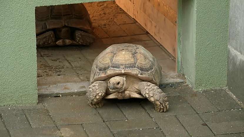 Procházka po zahradě není želvám cizí