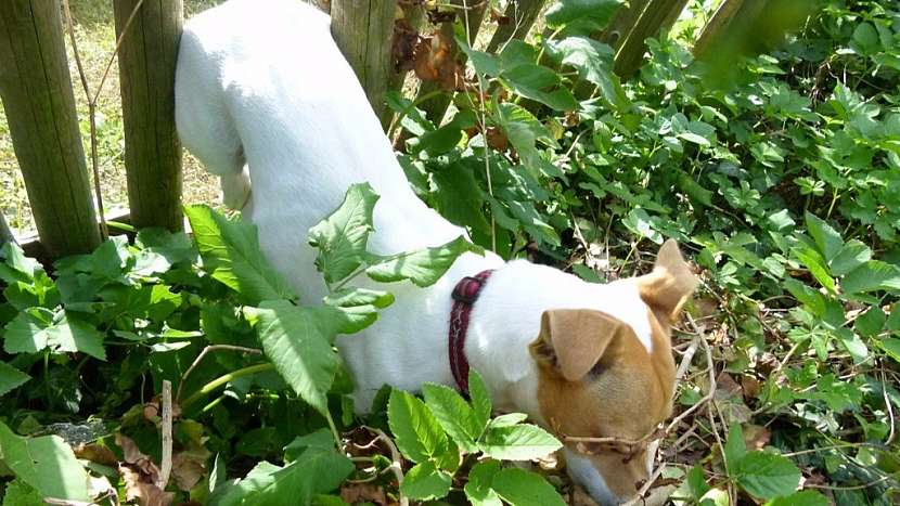 Nepouštějte psa do nesekaných zákoutí pod ovocnými stromy