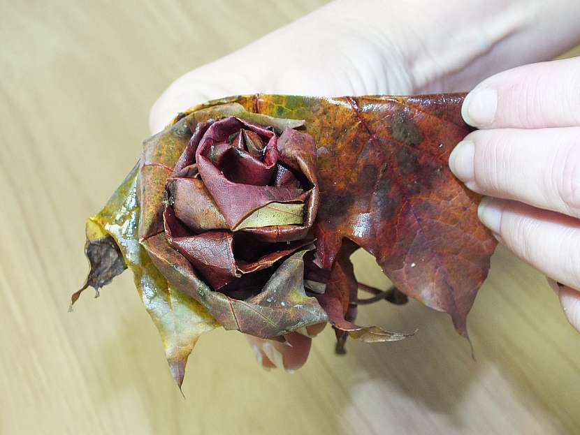 Růže z listů: cípy ohýbejte