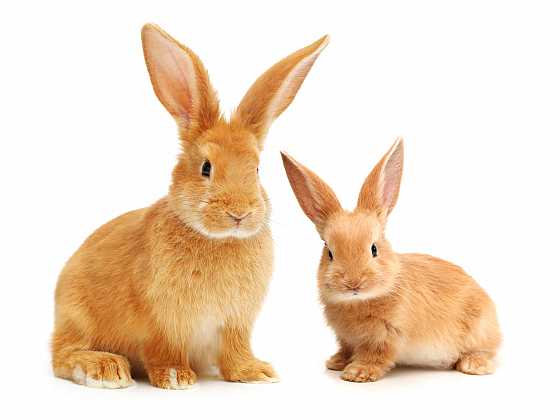 Nechte svoje králíky očkovat proti nebezpečným nemocem (Zdroj: Depositphotos)