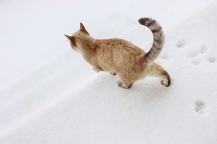 Kočka ve sněhu