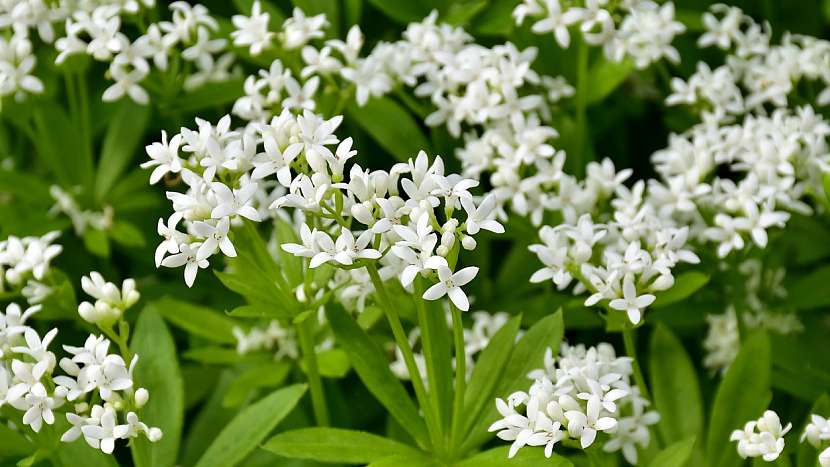 Mařinka vonná nebo svízel vonný (Galium odoratum) je drobná bylina s bílými květy