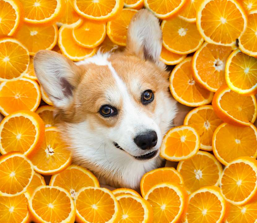 Než psovi nějaké ovoce podáte, zjistěte si, zda pro něho není škodlivé